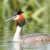 Great Crested Grebe Paint By Numbers