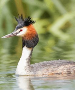 Great Crested Grebe Paint By Numbers