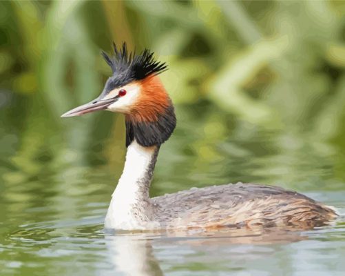 Great Crested Grebe Paint By Numbers