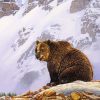 Grizzly Bear In The Mountain Paint By Numbers