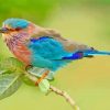 Indian Roller Bird Paint By Numbers