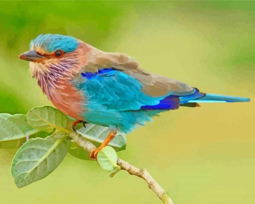 Indian Roller Bird Paint By Numbers