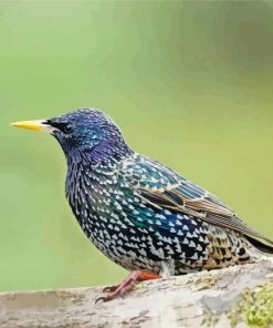 Myna Starling Bird Paint By Numbers