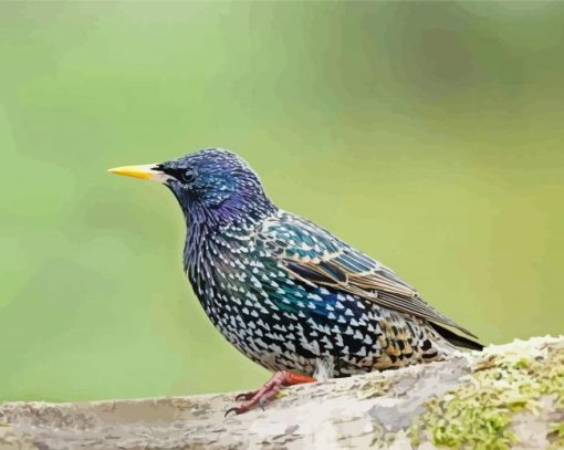 Myna Starling Bird Paint By Numbers