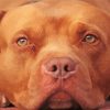 Red Nose Pit Bull Terrier Paint By Numbers