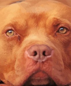 Red Nose Pit Bull Terrier Paint By Numbers