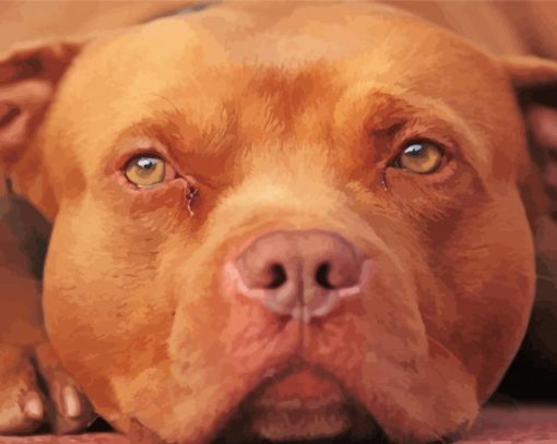 Red Nose Pit Bull Terrier Paint By Numbers