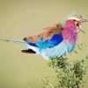 Roller Bird Vocalization Paint By Numbers