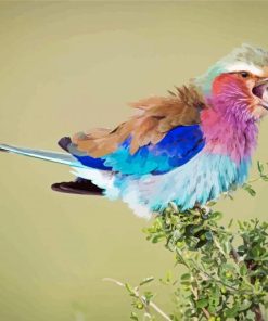 Roller Bird Vocalization Paint By Numbers