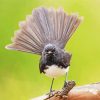 Willie Wagtail Bird On A Branch Paint By Numbers