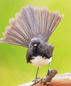 Willie Wagtail Bird On A Branch Paint By Numbers