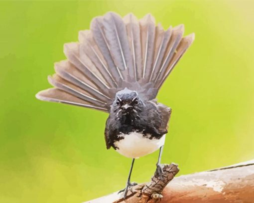 Willie Wagtail Bird On A Branch Paint By Numbers