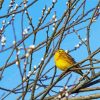 Yellowhammer Bird On Tree Paint By Numbers