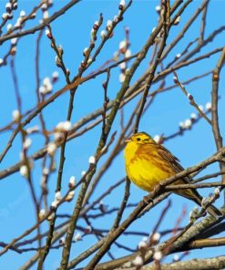 Yellowhammer Bird On Tree Paint By Numbers