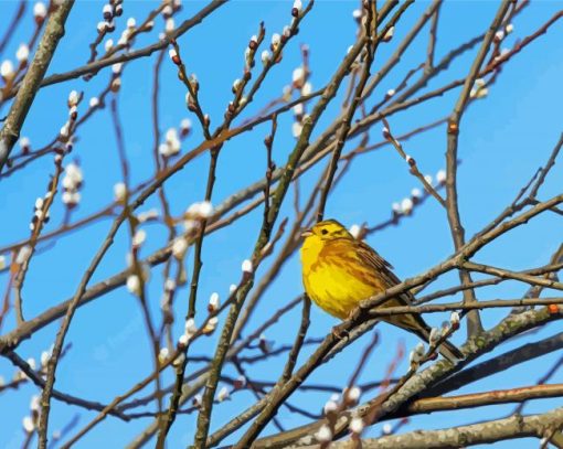 Yellowhammer Bird On Tree Paint By Numbers