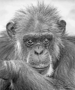 Chimpanzee Black And White Paint By Numbers