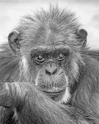 Chimpanzee Black And White Paint By Numbers