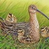 Curlew And Chicks Paint By Numbers