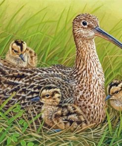 Curlew And Chicks Paint By Numbers