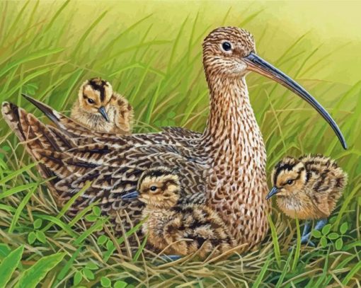 Curlew And Chicks Paint By Numbers