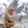 Lonely Snow Monkey Paint By Numbers