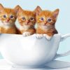 Three Kittens In Cup Paint By Numbers