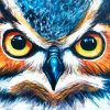 Angry Owl Eyes Paint By Numbers