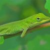 Anole Lizard On Stick Paint By Numbers