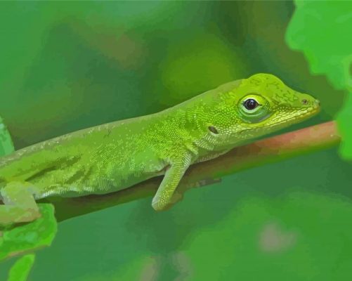 Anole Lizard On Stick Paint By Numbers