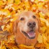 Autumn Golden Retriever Paint By Numbers