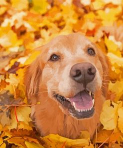 Autumn Golden Retriever Paint By Numbers