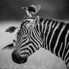 Black And White African Animals Paint By Numbers