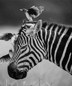 Black And White African Animals Paint By Numbers