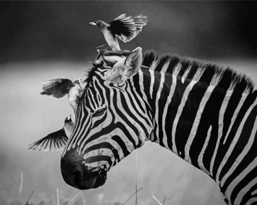 Black And White African Animals Paint By Numbers