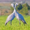 Blue Crane Birds Paint By Numbers