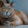 British Shorthair Animal Paint By Numbers