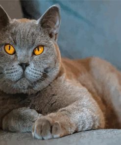 British Shorthair Animal Paint By Numbers