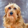 Golden Wire Haired Dachshund Paint By Numbers