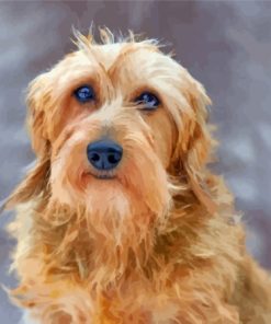 Golden Wire Haired Dachshund Paint By Numbers