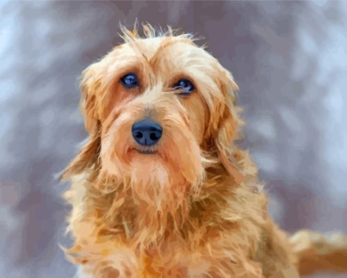 Golden Wire Haired Dachshund Paint By Numbers