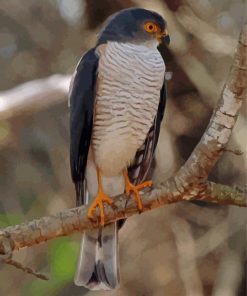 Little Sparrowhawk Paint By Numbers