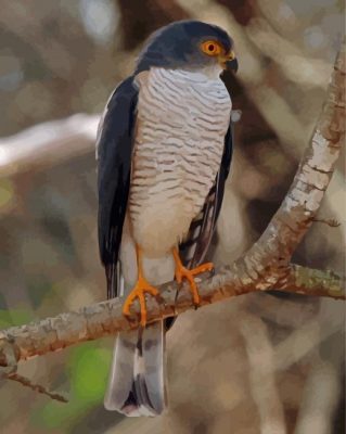 Little Sparrowhawk Paint By Numbers