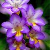 Purple Freesia Flowers Paint By Numbers