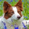 Red And White Border Collie Paint By Numbers