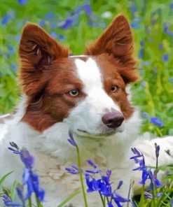 Red And White Border Collie Paint By Numbers