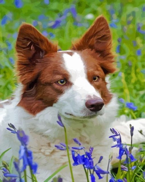 Red And White Border Collie Paint By Numbers