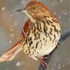 Snow Thrasher Bird Paint By Numbers