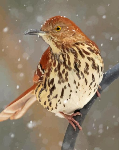 Snow Thrasher Bird Paint By Numbers