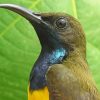 Sunbird Head Paint By Numbers