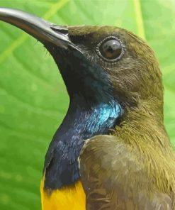 Sunbird Head Paint By Numbers